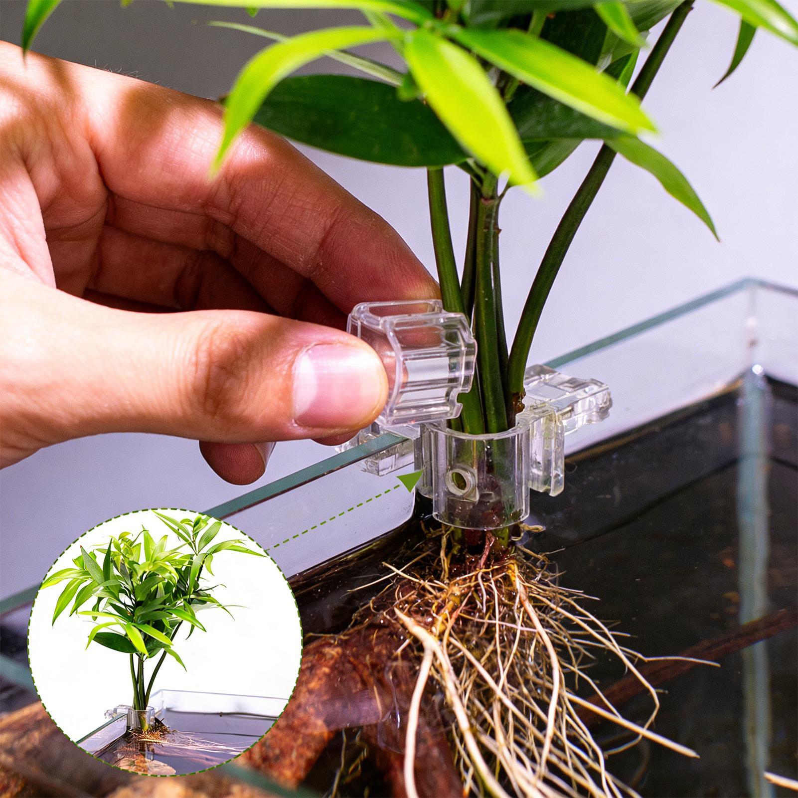 Aquarium Plants Live - 6 Buah Tempat Tanaman Akuarium, Braket