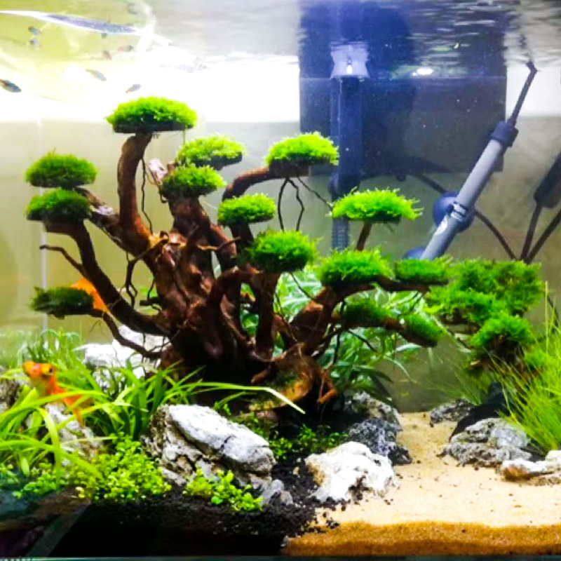 Aquarium Moss - Dekorasi akuarium, hiasan pohon lumut, kerangka