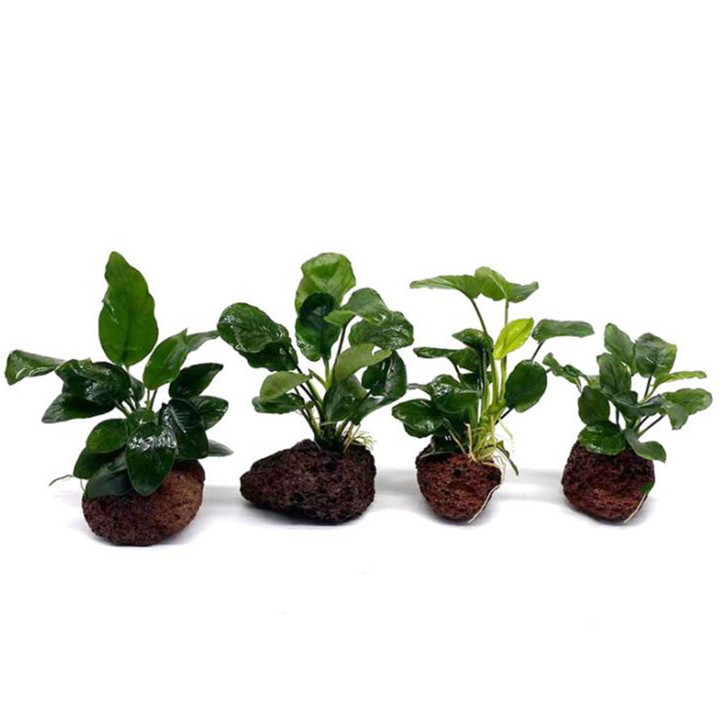 Dekorasi Akuarium Vulkanik Tan - Aquarium Planted Tank Filter ulasan dan harga