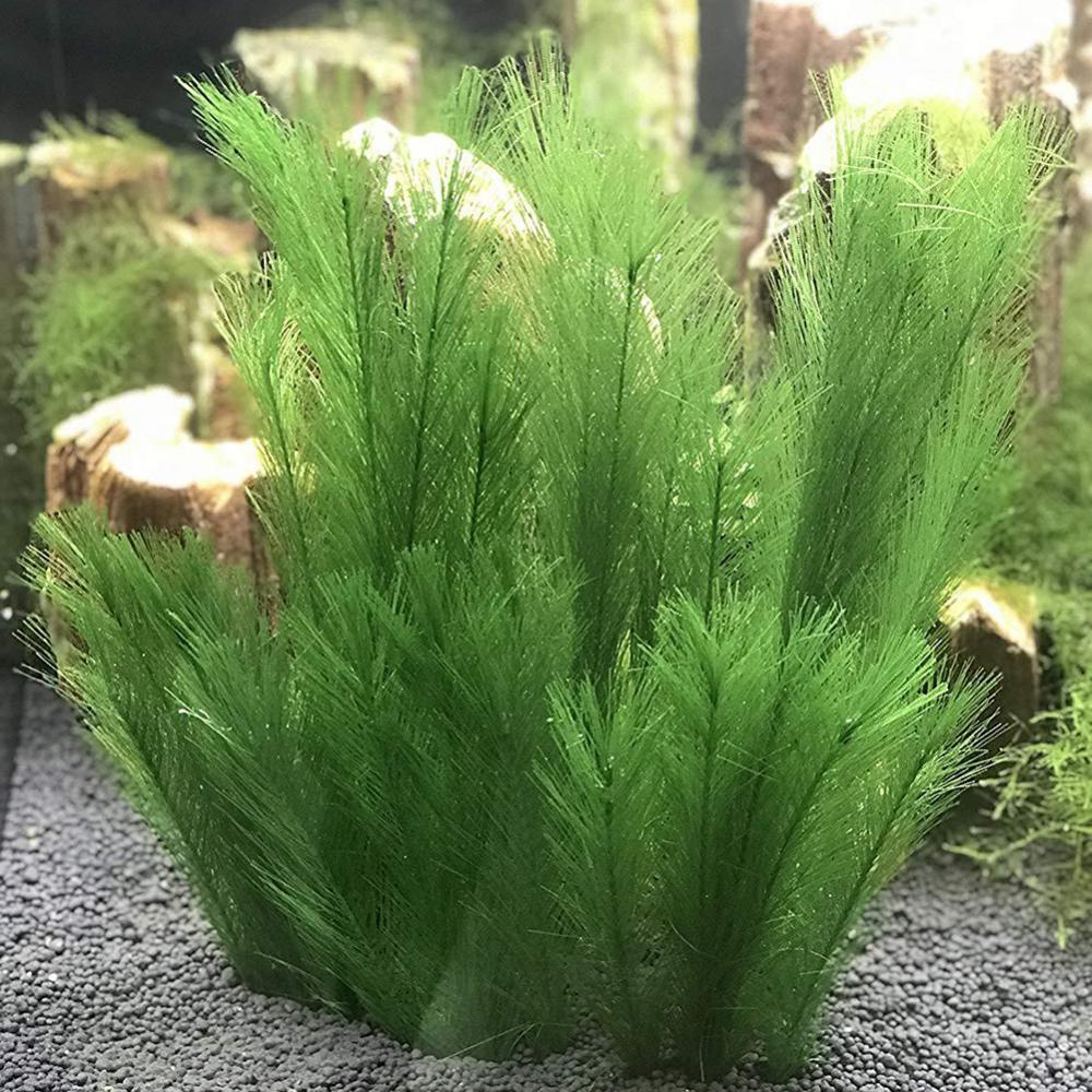 1/3 buah 28-40 cm tangki ikan  - Aquarium Plants Live ulasan dan harga