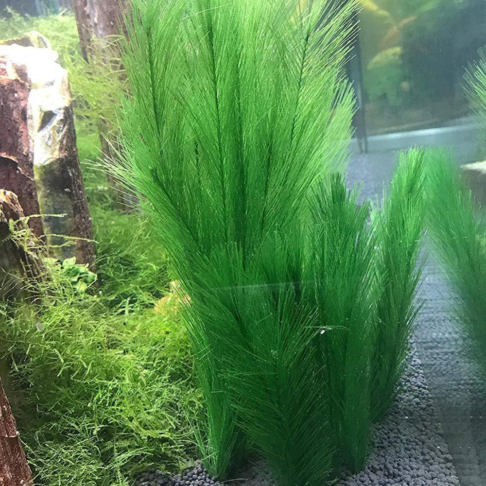 1/3 buah 28-40 cm tangki ikan  - Aquarium Plants Live ulasan dan harga