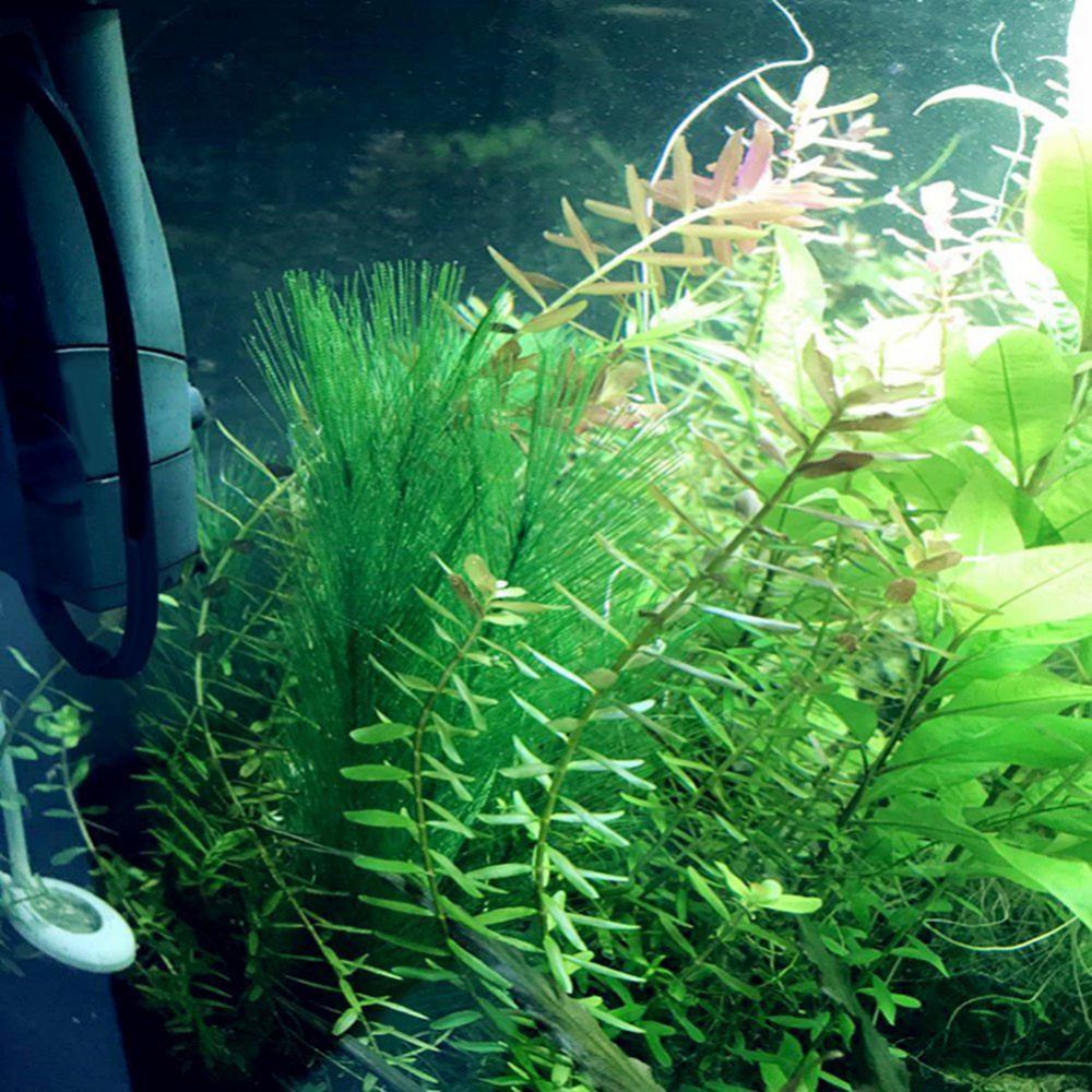1/3 buah 28-40 cm tangki ikan  - Aquarium Plants Live ulasan dan harga