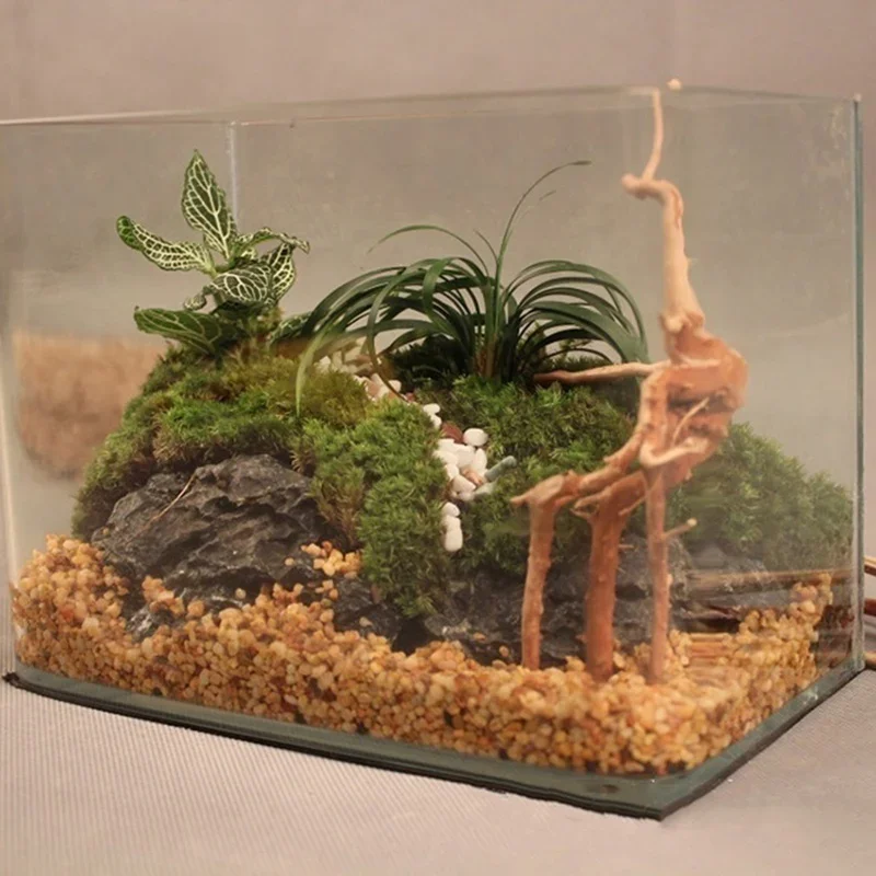 Pohon alami kayu apung akuariu - Live Plant Aquarium ulasan dan harga