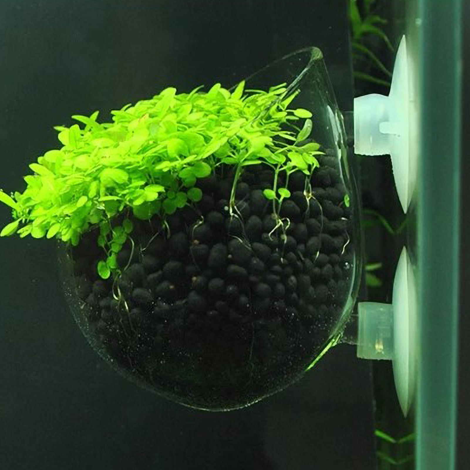 Tempat Tanaman Akuarium Kaca d - Plant Aquarium Pot ulasan dan harga