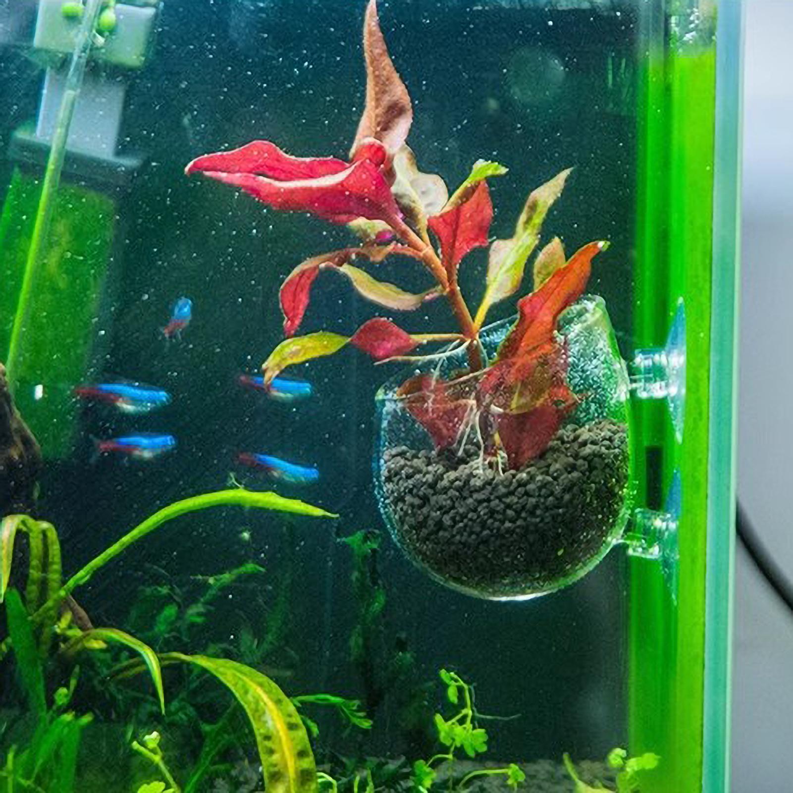 Tempat Tanaman Akuarium Kaca d - Plant Aquarium Pot ulasan dan harga