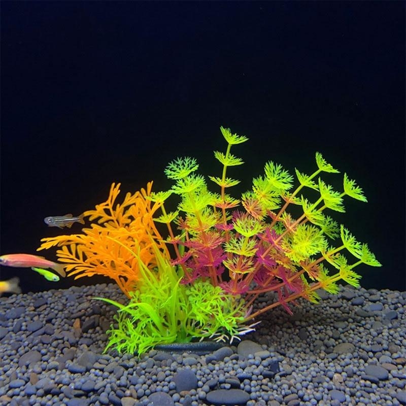Tanaman Dekorasi Akuarium Buat - Live Plant Aquarium ulasan dan harga