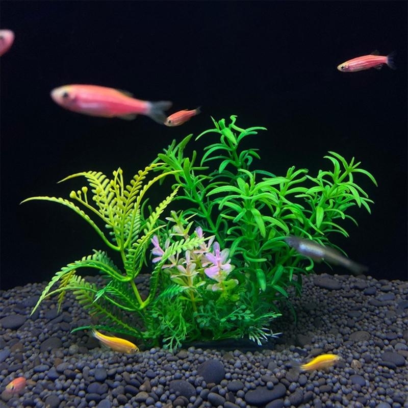 Tanaman Dekorasi Akuarium Buat - Live Plant Aquarium ulasan dan harga