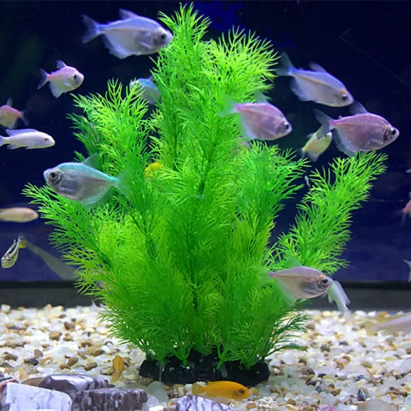 Tanaman Dekorasi Akuarium Buat - Aquarium Plants Live ulasan dan harga