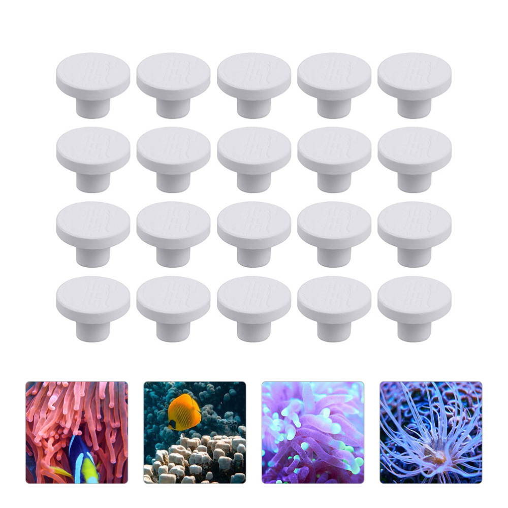 Alas Keramik SPS untuk Coral F - Aquarium Plants Live ulasan dan harga