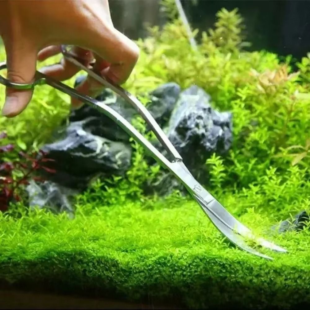 1 Buah Gunting Akuarium Baja T - Planted Aquarium Cleaning ulasan dan harga