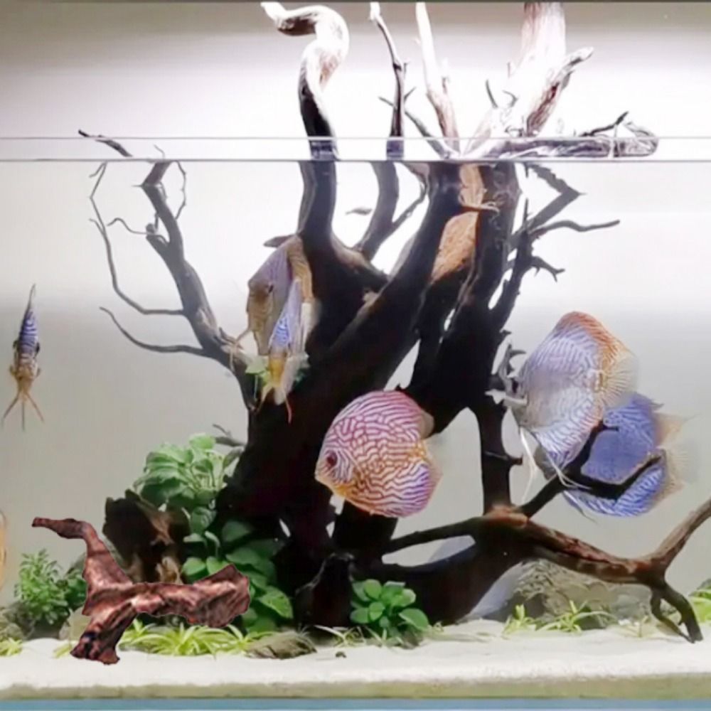 Kayu Karang Bentuk Tidak Berat - Aquarium Plant Substrate ulasan dan harga