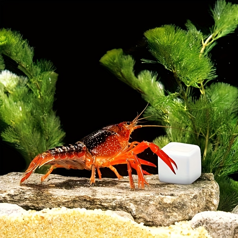 6 Buah Batu Kalsium untuk Akua - Aquarium Fertilizer ulasan dan harga